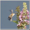 Macroglossum stellatarum - Taubenschwaenzchen wien-a 03.jpg